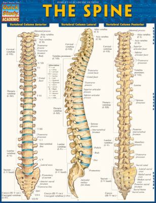 Spine BarCharts Inc 