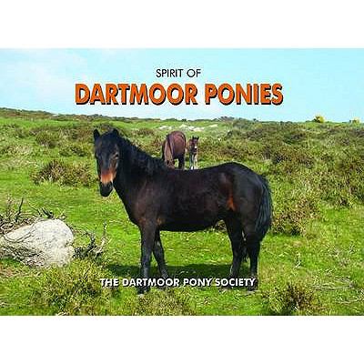 Spirit of Dartmoor Ponies Dartmoor Pony 