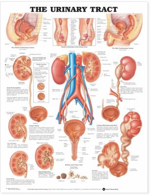 The Urinary Tract Anatomical Chart 